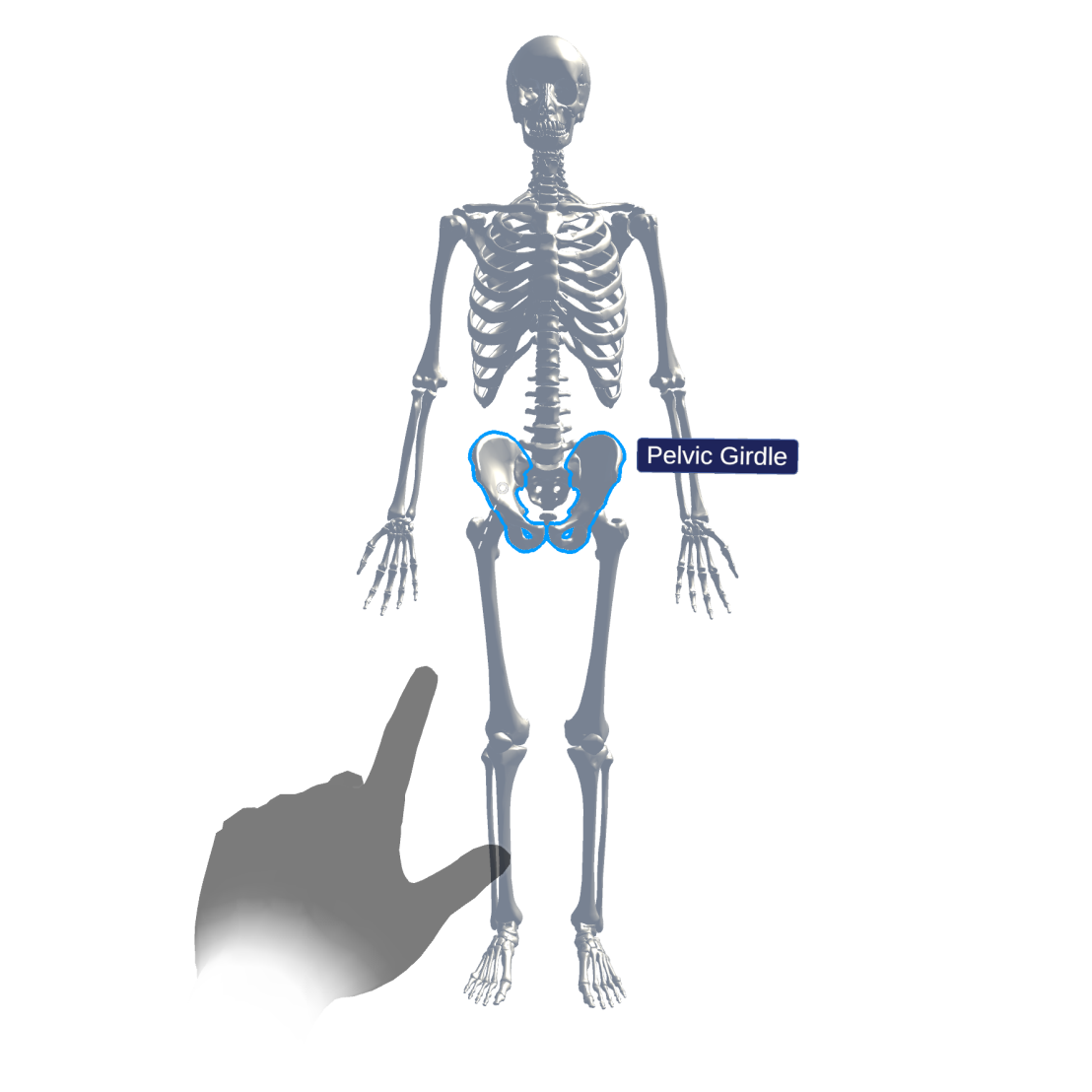 3D Modell eines menschlichen Skeletts